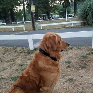 Meet your Posher, George